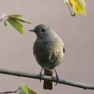 Hausrotschwanz-Weibchen auf einem Ast | © Antje Geigenberger