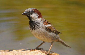 Haussperling oder auch Spatz auf Stein am Wasser | © Zdenek Tunka