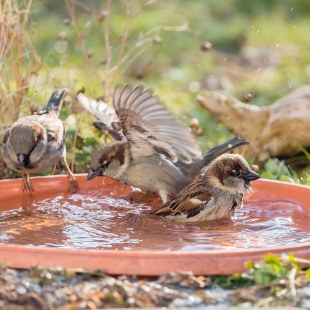 Haussperlinge baden und trinken an Wasserschale | © Ralph Sturm