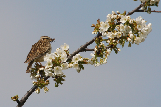 Heidelerche sitzt auf einem blühenden Zweig mit Insekt im Schnabel | © Zdenek Tunka