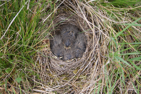 Nest der Heidelerche im Gras mit vier Nestlingen | © Zdenek Tunka