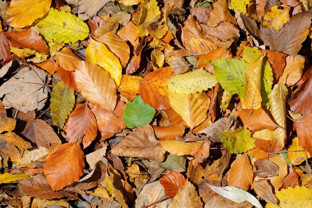 Herbstlaub | © Thomas Dürst