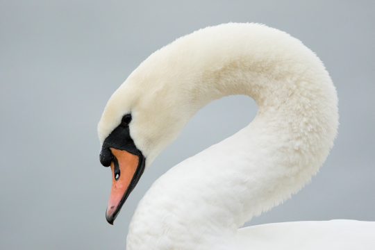 Höckerschwan im Profil | © Rosl Rößner