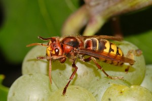 Hornisse frisst Traube | © Andreas Hartl