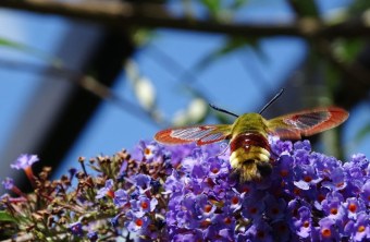 Hummelschwärmer auf Flieder | © Gabi Behr