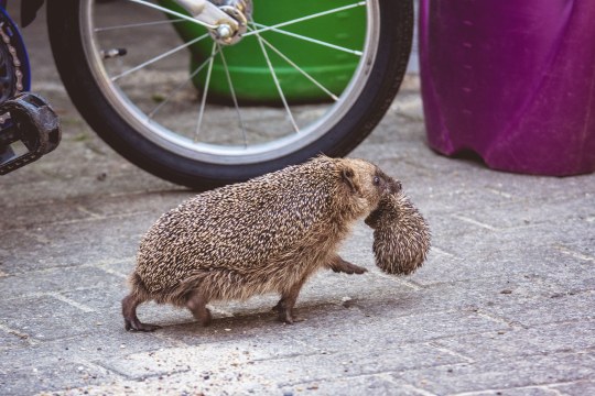 Igelmutter trägt ihr Baby im Maul über einen Hof | © Nils Dinter