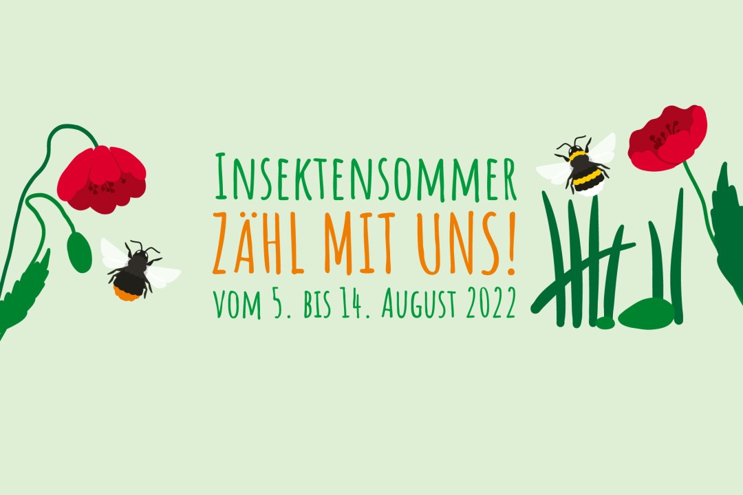 Insektensommer - zähl mit uns! | © LBV