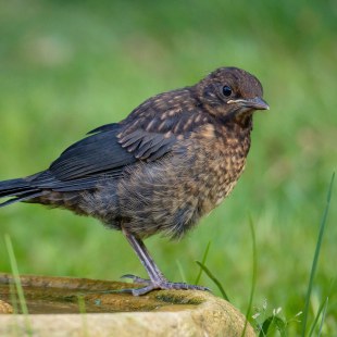 Junge Amsel | © Christian Haasz