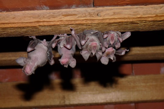 Fünf Jungtiere der Großen Hufeinnase hängen an einem Holzbalken an der Decke | © Rudi Leitl