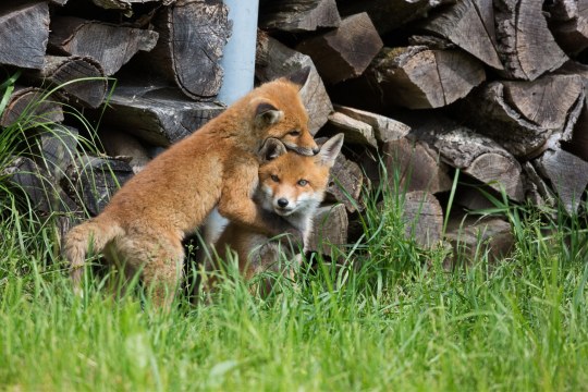 Junge Füchse | © Derer Frank