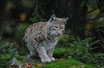 Junger Luchs schleicht durch den dichten Wald | © Henning Werth