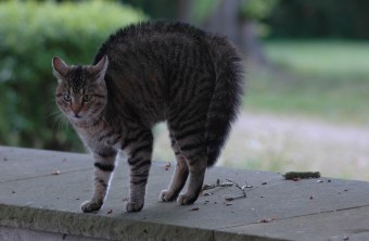 Katzenabwehrgürtel - Schutz von Vogelnestern vor Katzen