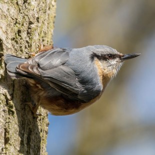 Kleiber hängt seitlich an einem Baum | © Tobias Lindenmeir