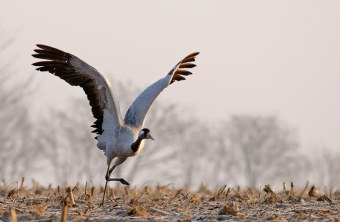 Kranich nimmt Anlauf für Abflug | © Hans Clausen