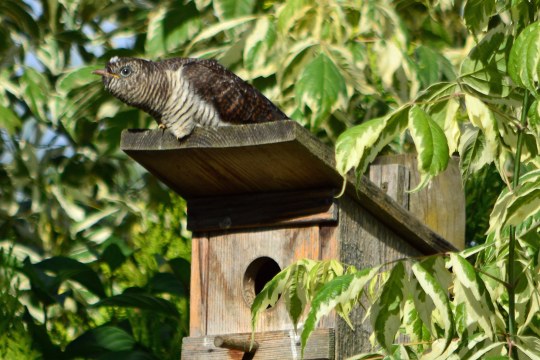 Fast ausgewachsener Kuckuck sitzt auf einem Nistkasten | © Uli Waldbach