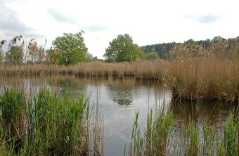 LBV-Schutzgebiet Bucher Weiher | © Julia Römheld