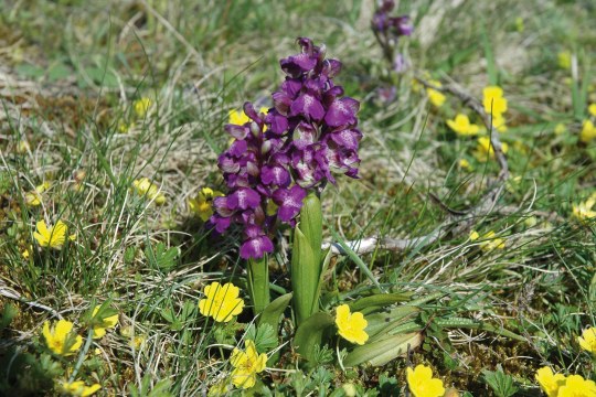 Kleines Knabenkraut im LBV-Schutzgebiet Eichenhofen | © Georg Knipfer
