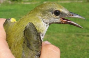 Pirol in der Hand gehalten | © LBV