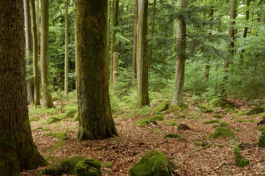 Saulochwald | © Dr. Christian Stiersdorfer