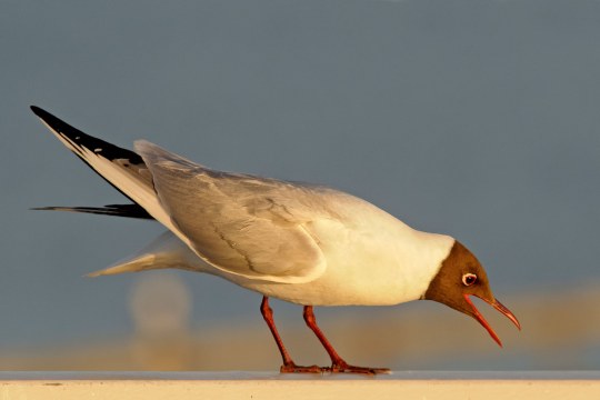 Porträtaufnahme einer Lachmöwe | © Hans Clausen