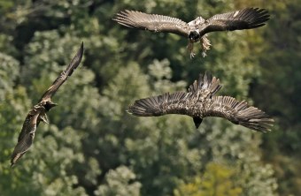 Luisa, Generl und Nepomuk in der Halsgrube  |© Markus Leitner