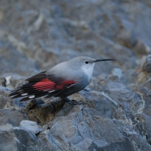Mauerläufer auf einem Fels | © Henning Werth