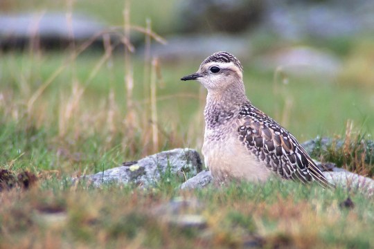 Mornellregenpfeiffer sitzt auf einem Stein am Boden | © Gudrun Kaufmann