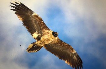 Nepomuk |© Hans Glader