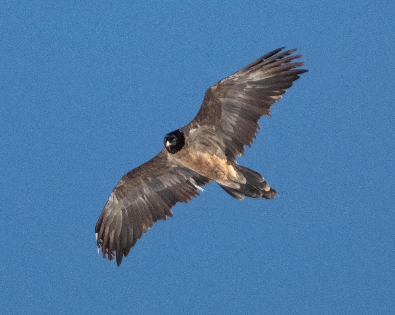 Nepomuk im November 2025 | © Nico Schmidt