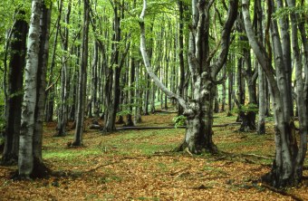 Naturnaher Buchenwald in der Rhön | © Dr. Eberhard Pfeuffer