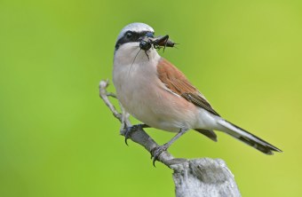 Neuntöter mit Beute im Schnabel | © Herbert Henderkes