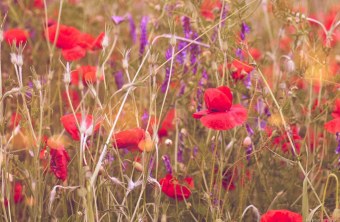 Passau | © Nicole Schwarze (Passau)