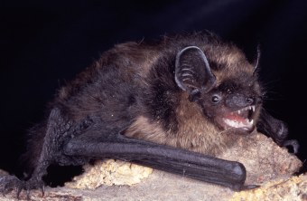 Nordfledermaus | © Dr. Andreas Zahn