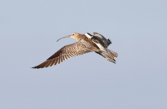Brachvogel im Flug mit Sender | © Wolfgang Nerb