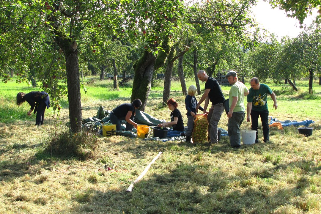 Sieben Menschen ernten auf einer Streuobstwiese Obst | © Thomas Staab