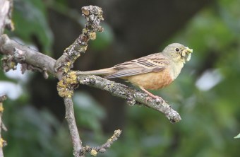 Ortolan mit Futter im Schnabel | © Hans-Joachim Fünfstück