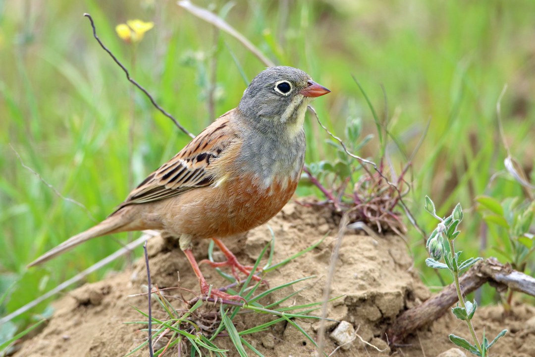 Ortolan | © Frank Derer