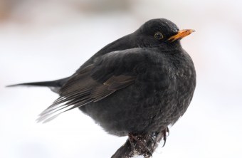 Amsel | © Frank Derer