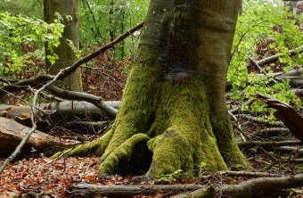 Alter Buchenbestand mit Biotopbäumen und Totholz | © Christian Stierstorfer
