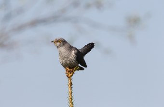 Kuckuck | © Dieter Hopf