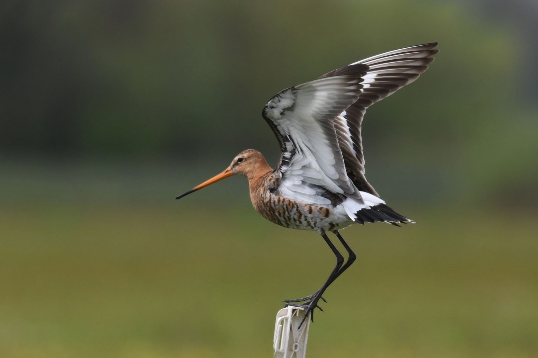 Uferschnepfe | © Peter Zach