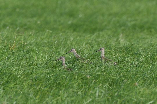 Uferschnepfe in der Wiese | © Peter Zach