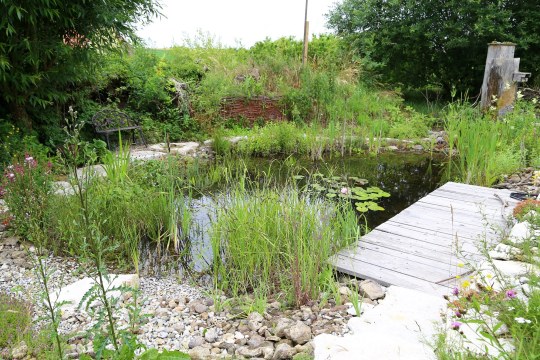 Gartenteich im naturnahen Garten | © Peter Bria
