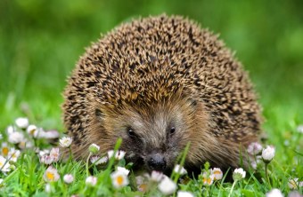 Igel | © Andreas Giessler