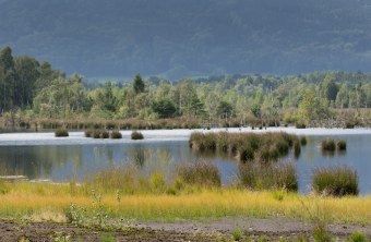 Renaturierte Moorlandschaft | © Oliver Wittig