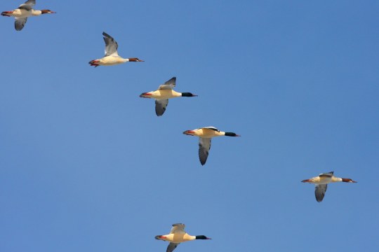 Gänsesäger-Schwarm | © Zdenek Tunka