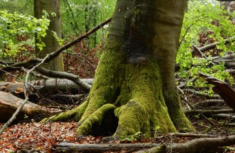 Altbuche mit Mulmhöhle | © Christian Stierstorfer