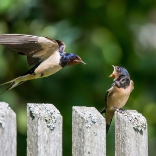 Rauschschwalbe füttert Junges, was auf einem Holzzaun sitzt und den Schnabel aufreißt | © Fabian Fend