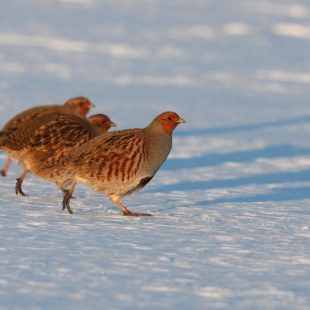 Rebhühner | © Zdenek Tunka