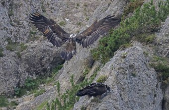 Recka breitet ihre Schwingen zur Landung aus, Dagmar sitzt unterhalb von ihr im Bild | © Markus Leitner